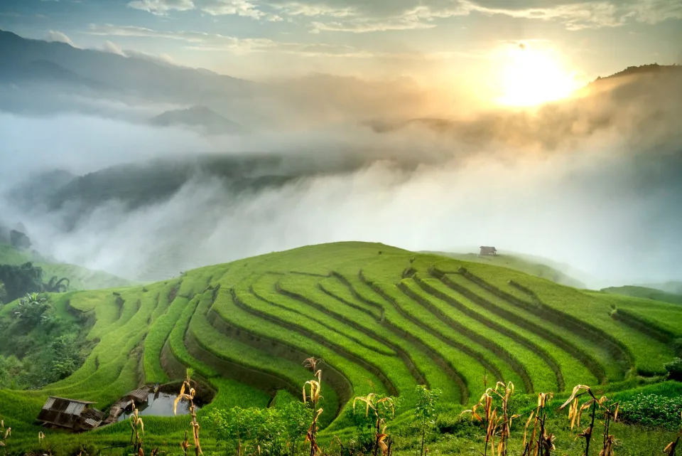Ruộng lúa chín