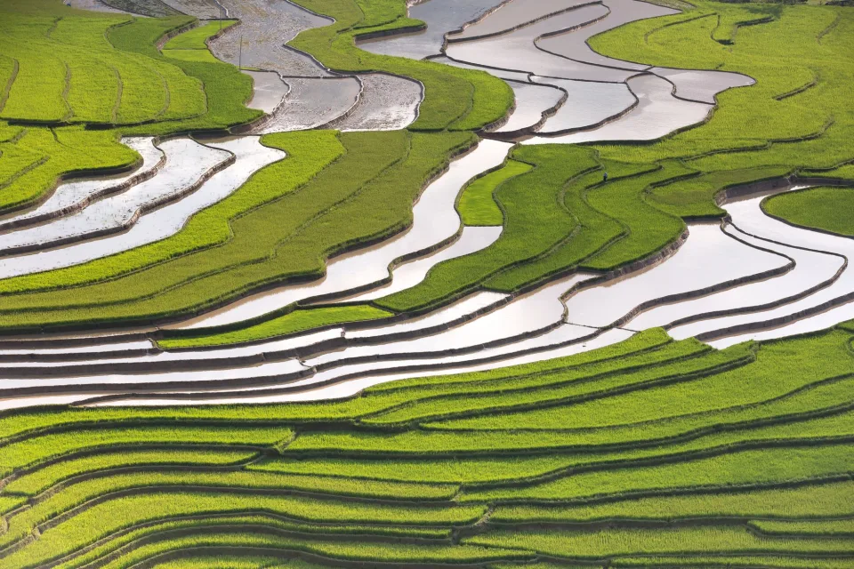 Xe giao gạo